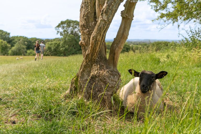 Sheep in Cotswold field