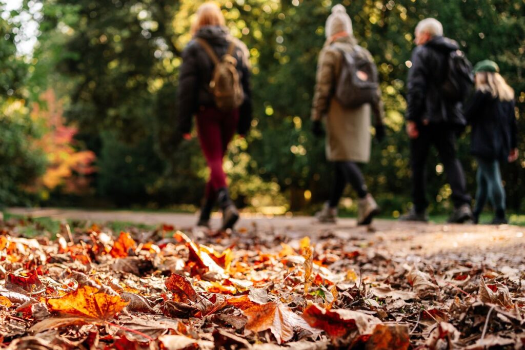 walkers-along-path-lined-with-leaves