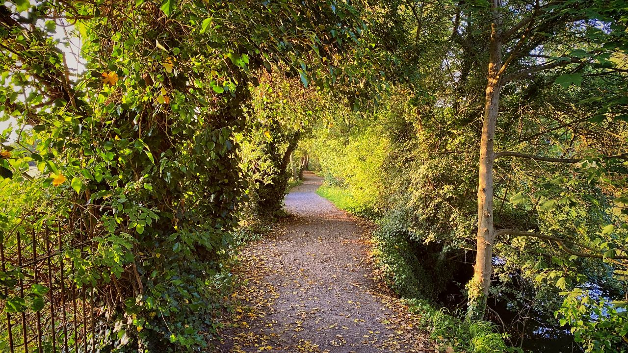 Treelined Thames Path