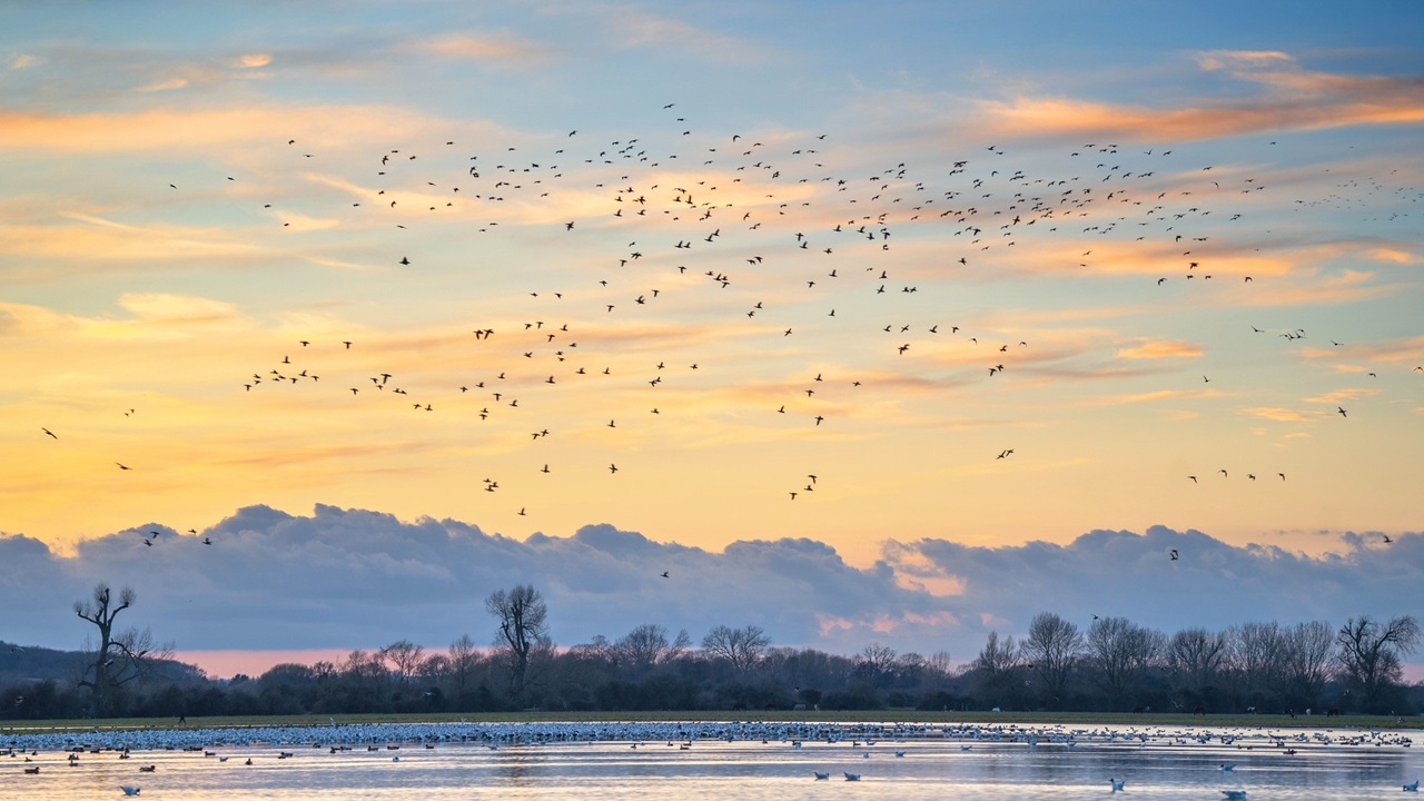 Birds over Port Meadow at sunset on a winter evening