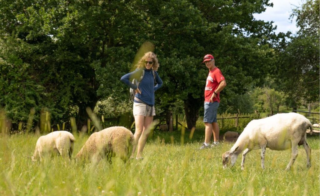 Cotswolds sheep in a field