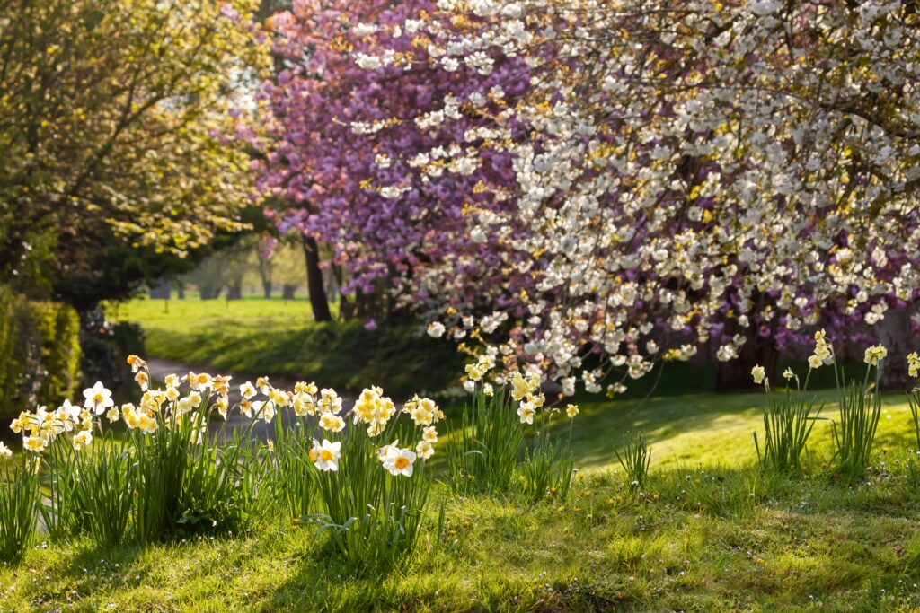 Spring flowers England