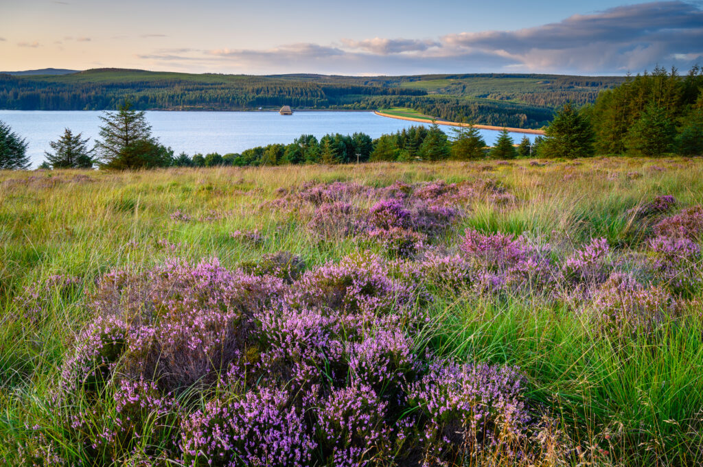 Falstone Moss overlooks Kielder Water, and Forest Park in Northumberland. Image: Shutterstock, Dave Head