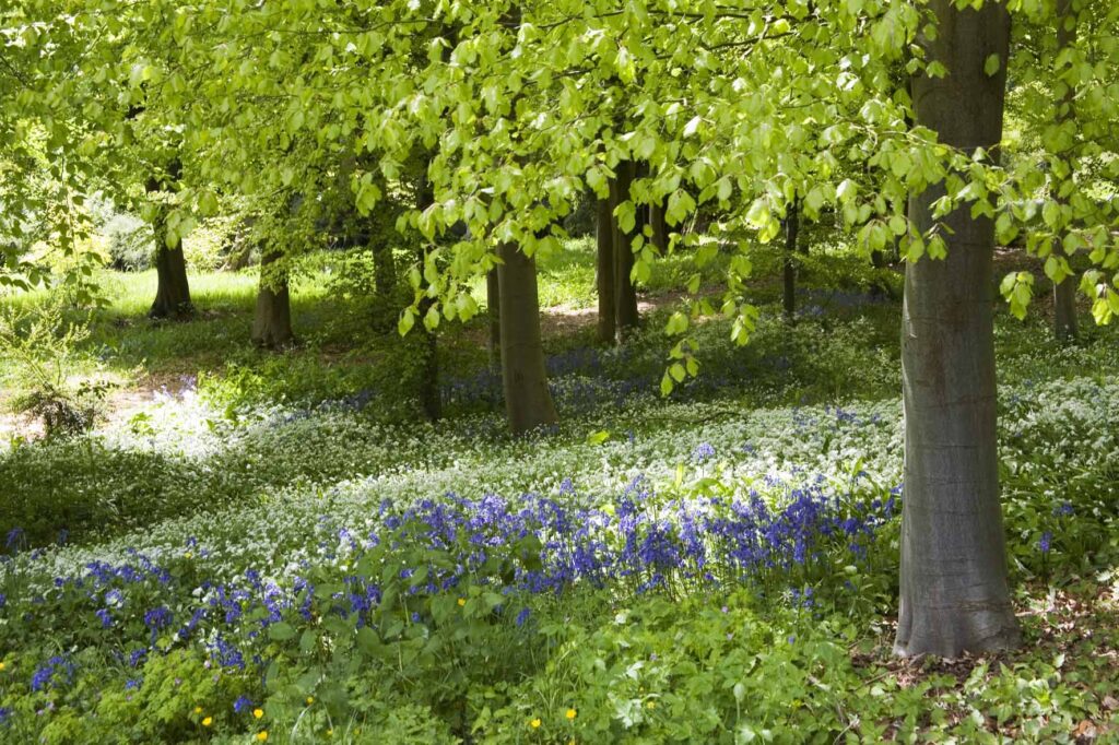 Batsford-arboretum