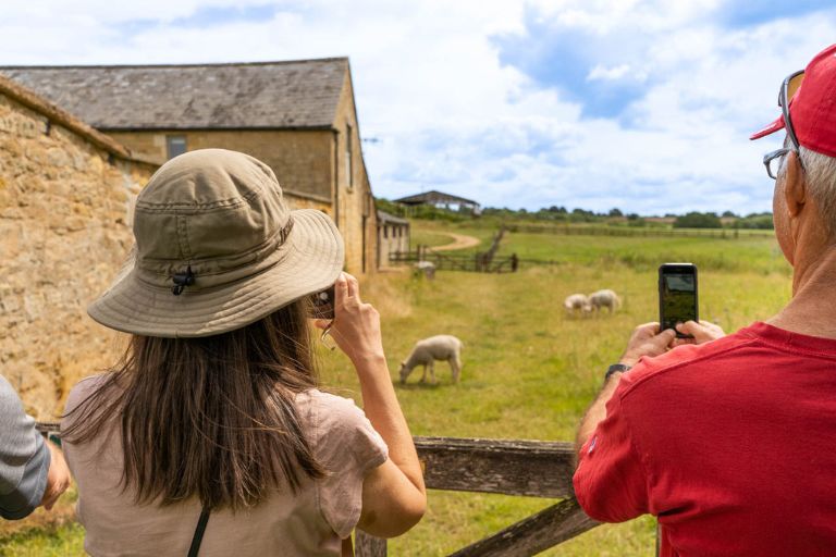 pictures-of-sheep-cotswold-way