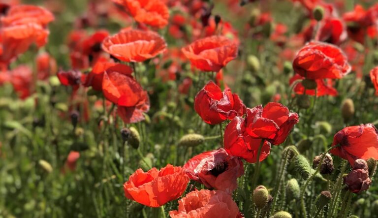 poppies in a field