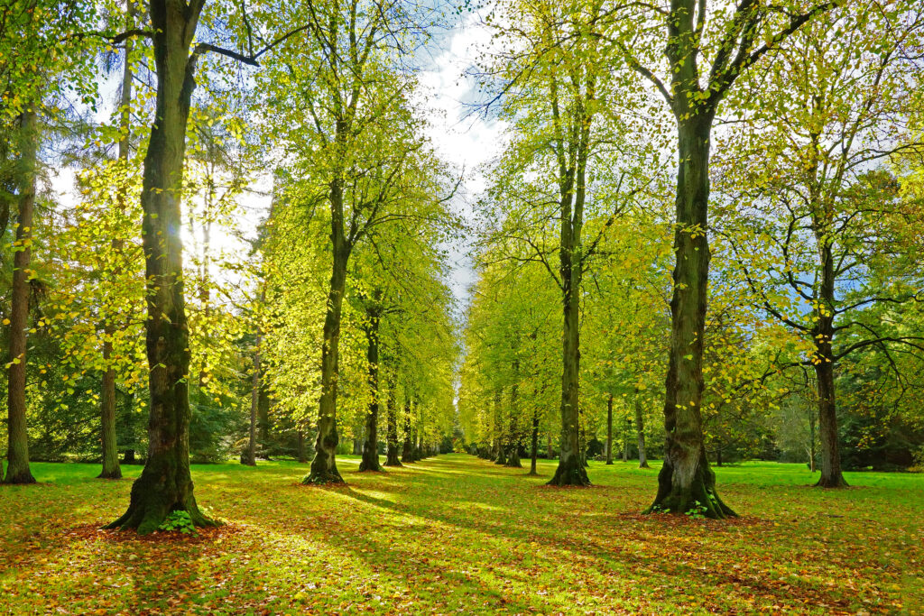 Westonbirt Arboretum Lime trees