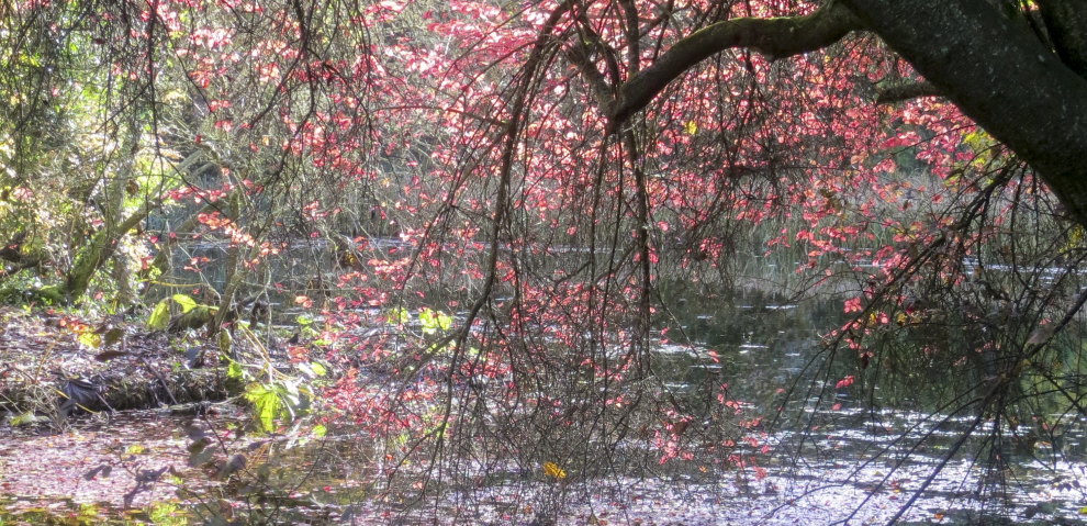 Wychwood wild garden