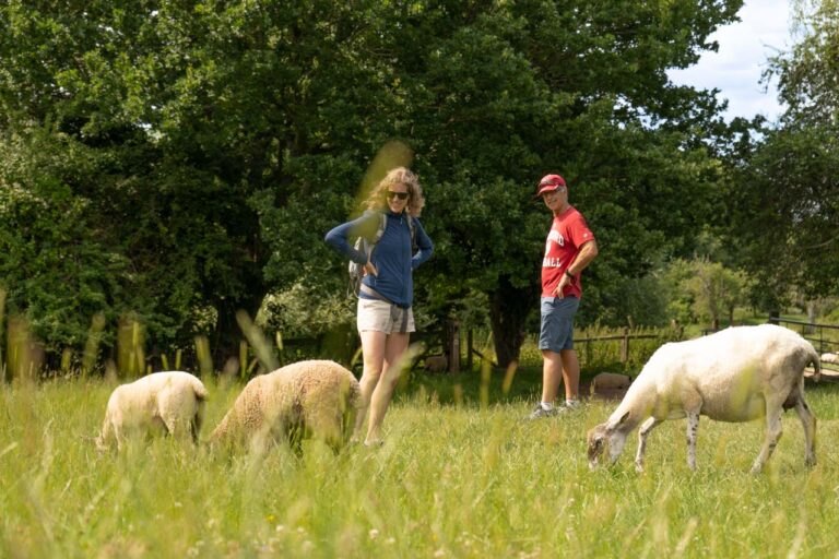 Sheep in a Cotswold field