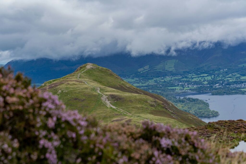 Heather and Catbells, Lake District