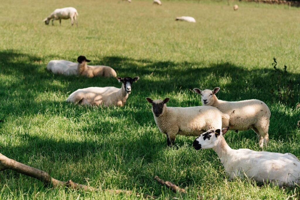 Sheep lying in a Cotswold field