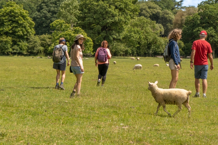 sheep-in-the-cotswolds